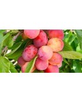 Слива колоновидная Рубин (ранняя) | Prunus сolumnar Rubin | Слива колоноподібна Рубін (рання)